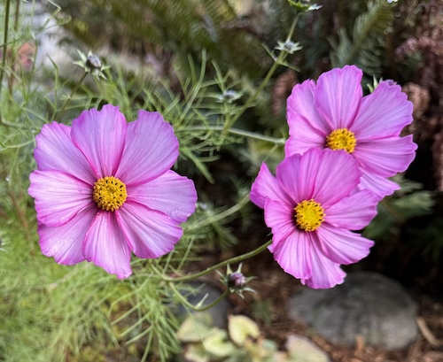 Three pink flowers with bright yellow centers and greenery in background.