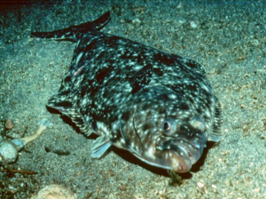 Pacific Halibut (Hippoglossus stenolepis). Photo: Rich Rosenthal