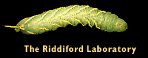 Riddiford Lab Logo
