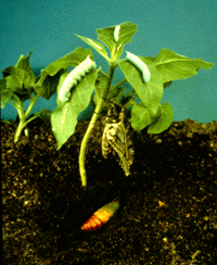 Photo of Manduca Sexta (tobacco hornworm)