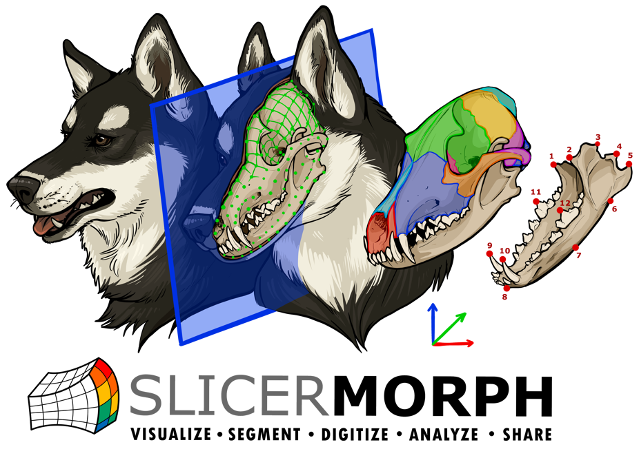 SlicerMorph