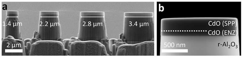 Spatial Distribution and Sensitivity of Localized Plasmon Modes in Individual Infrared SPP/ENZ Resonators Probed via EELS