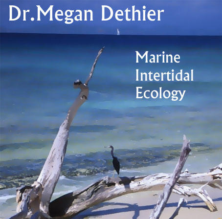 Dr. Megan Dethier - Marine Intertidal Ecology