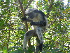 Red-backed colobus monkey