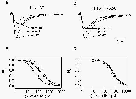 Differential Effects of R(-)-Mexiletine(-) mexiletine on Cloned Neuronal  and Cardiac Sodium Channel ? Subunits