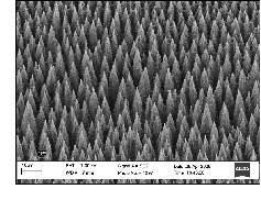 SEM images of CNT nanocomposite.