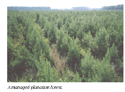 image of a managed planation forest