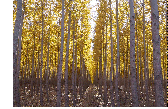 image of a forest at sunset