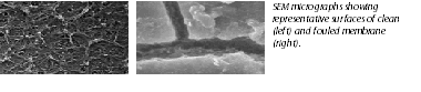 images of SEM micrographs showing
representative surfaces of clean
(left) and fouled membrane
(right).