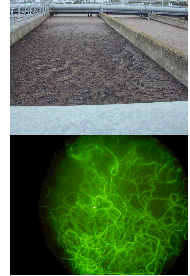 image of sludge in a treatment plant and image of the Microthrix Parvicella under a micoscope