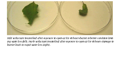 image of 2 leaves, one treated with mild surfactant and left to dry for 48 hours. The treated leaf looks normal while the untreated leaf has dried up. 