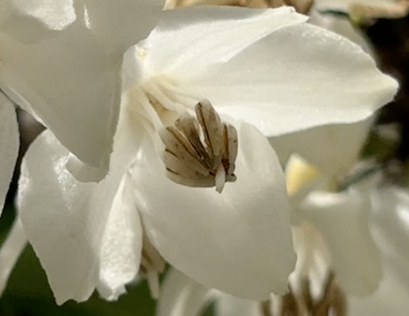 photo of flower