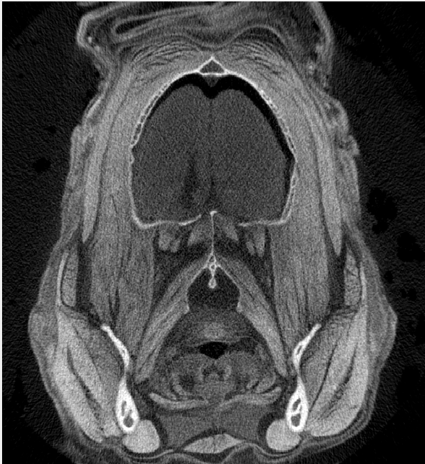 The muscles behind the bite force bat muscles in 3D SANTANA LAB