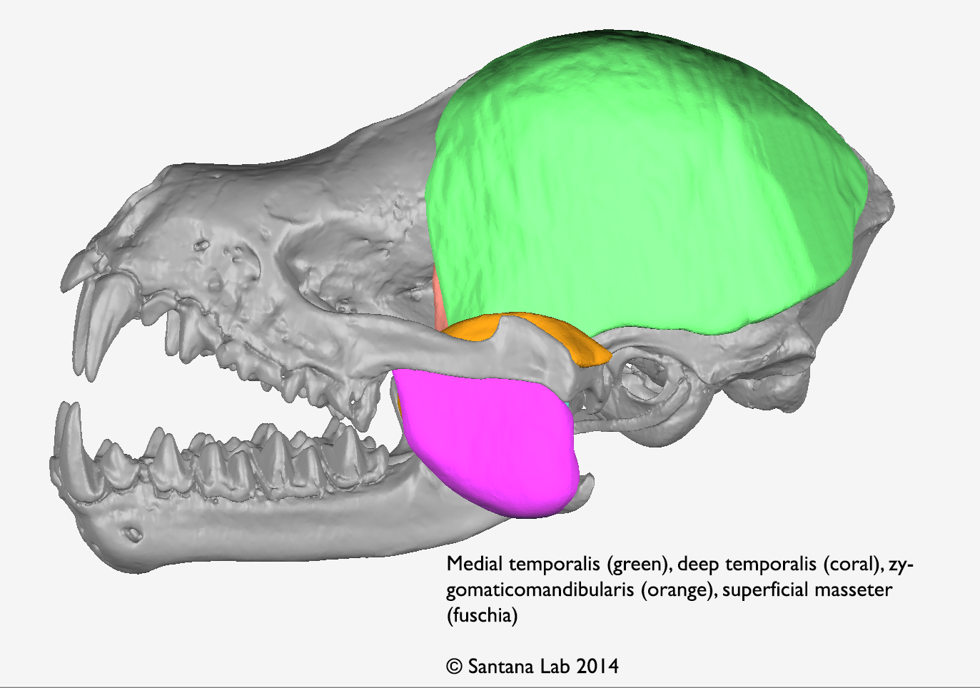 The muscles behind the bite force: bat muscles in 3D – SANTANA LAB