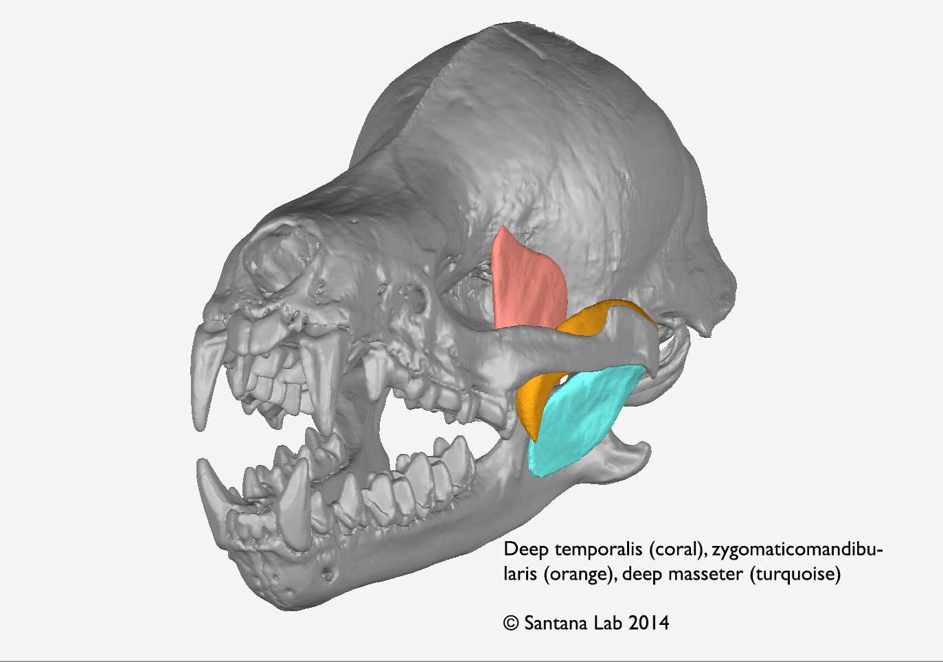 The muscles behind the bite force bat muscles in 3D SANTANA LAB