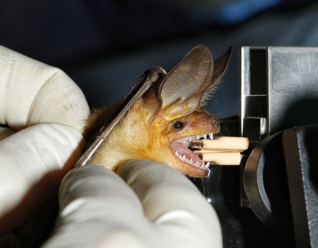 How hard does a pallid bat bite? 