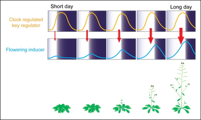 Fig1 external coincid. model.al [Converted]