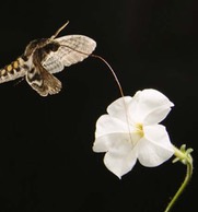 Moth and petunia