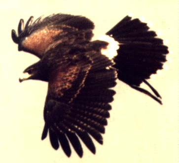 Immature female Harris' hawk in flight