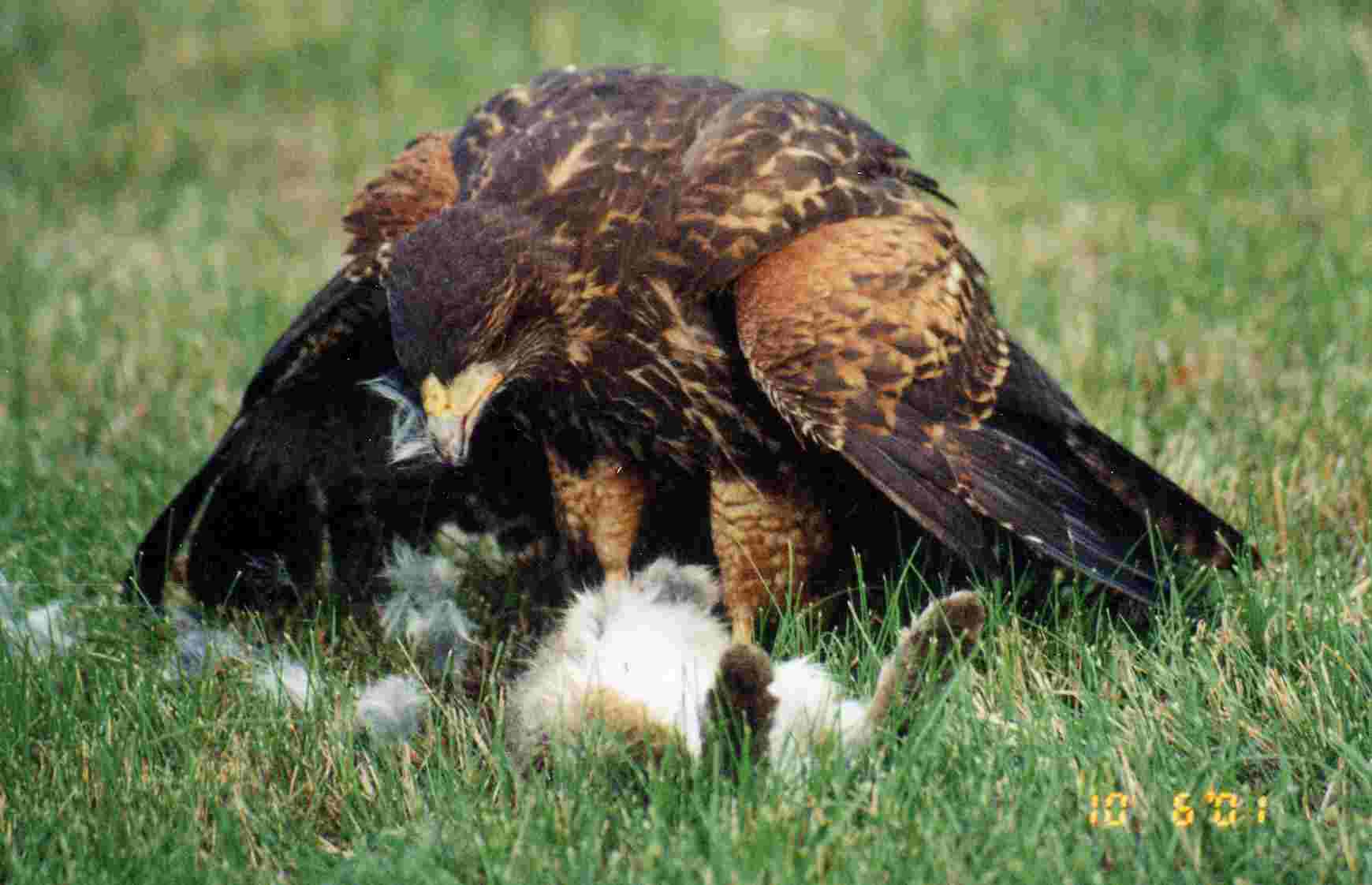 harris hawk food