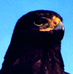 Adult female Harris' hawk