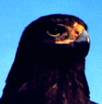 Harris' hawk (Parabuteo unicinctus)