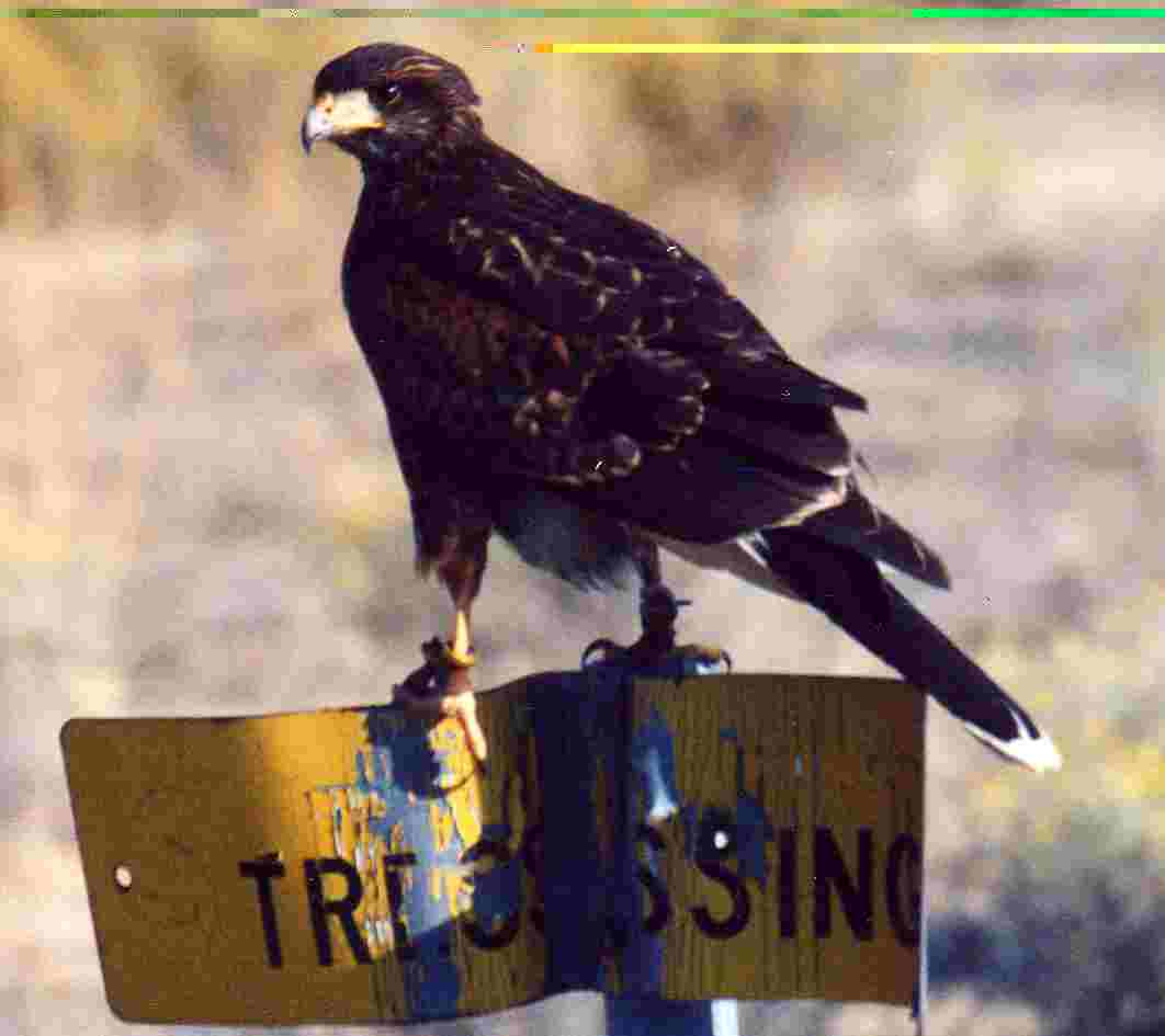 Falconry Tail Mount Telemetery Harris Hawks Goshawks Falcons 