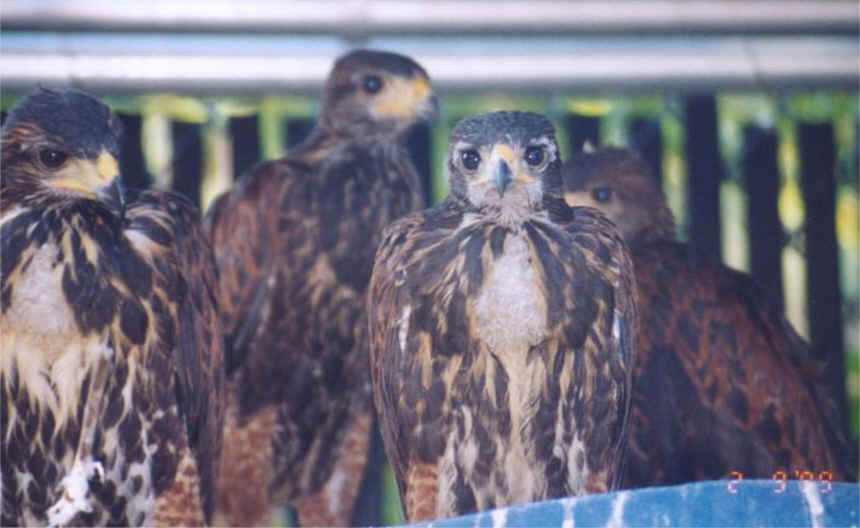 My young (7 weeks old) Harris's hawks are very tame