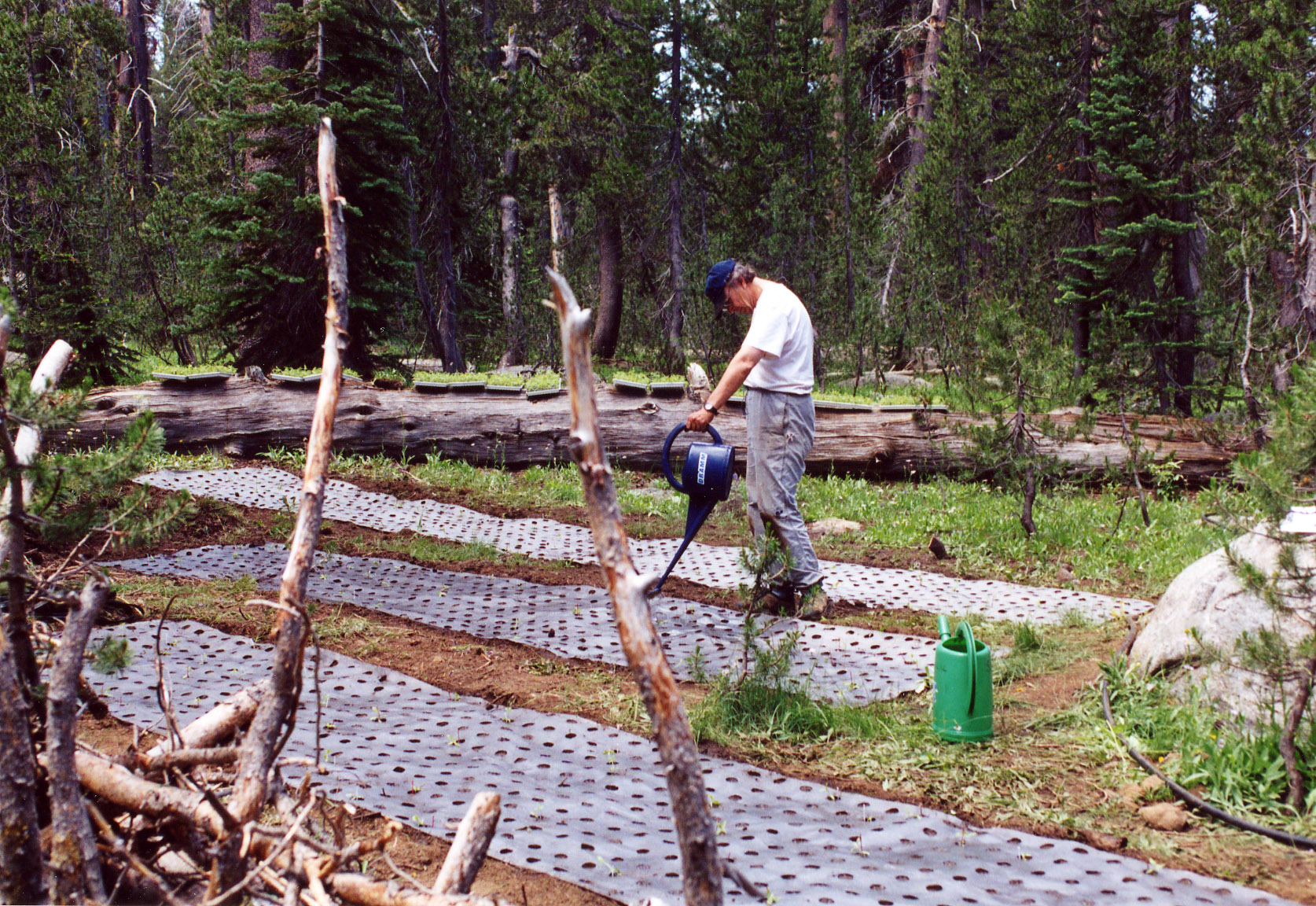 Doug Schemske watering the plots