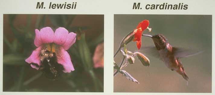 Mimulus lewisii and bumblebee; M. cardinalis and hummingbird