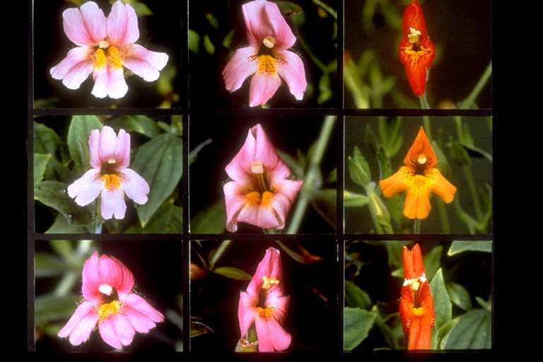 M. lewisii and M/ cardinalis parental, F1, and F2 flowers