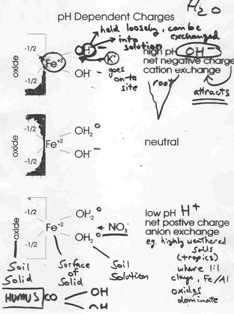 pH dependent charges