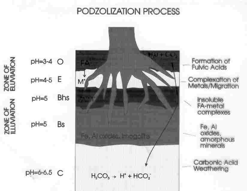 Podzoliation