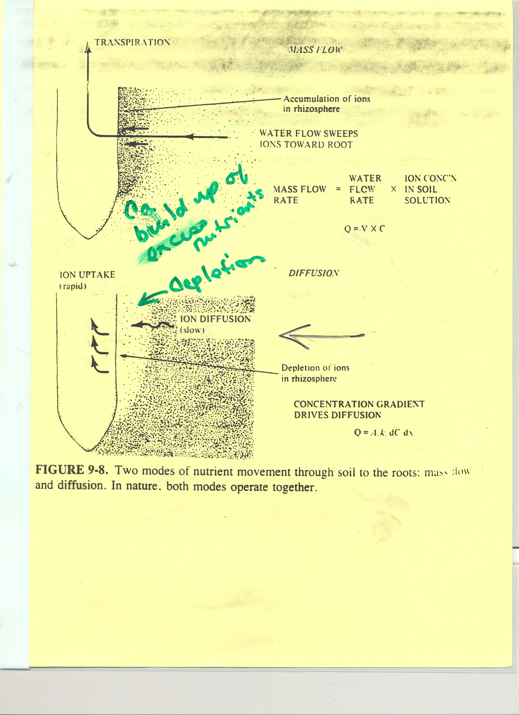 Rhizobium