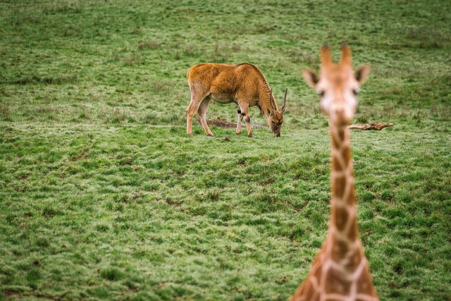A photograph of a field with a gazelle in the back and a giraffe in the front, blurred