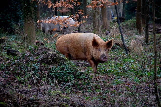A photograph of hogs in Wimborne, UK, foraging for mushrooms