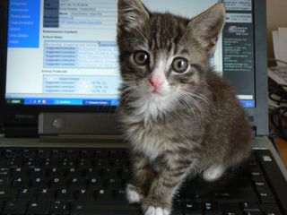A photograph of a kitten sitting on a computer keyboard.