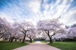 University of Washington Cherry Blossoms