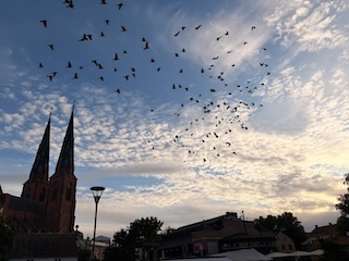 A bright and somewhat sunny sky, with church spires and a flock of birds flying toward the sun.