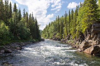 White water rapids below a blue sky, lined with trees.