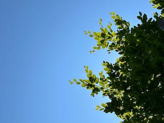 A bright blue sky above a small tree, with the light piercing through its small leaves.