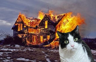 A tuxedo cat looking concerned on front of a burning house.