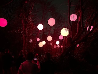 A dark wooded scene with white and pink spheres hovering in the air.