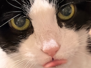A tuxedo cat's symmetrically marked face stares intensely into the camera, with her tongue slightly out.
