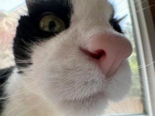 A highly warped, up close photo of Boomy the tuxedo cat, with her nose so pink and large.