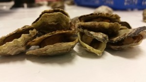 Doping oysters and stealing their embryos