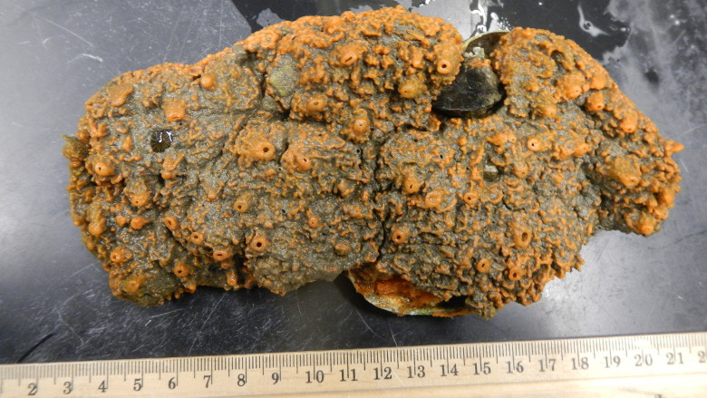 Help us identify this sponge