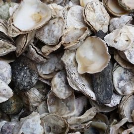 Oyster Sustainability