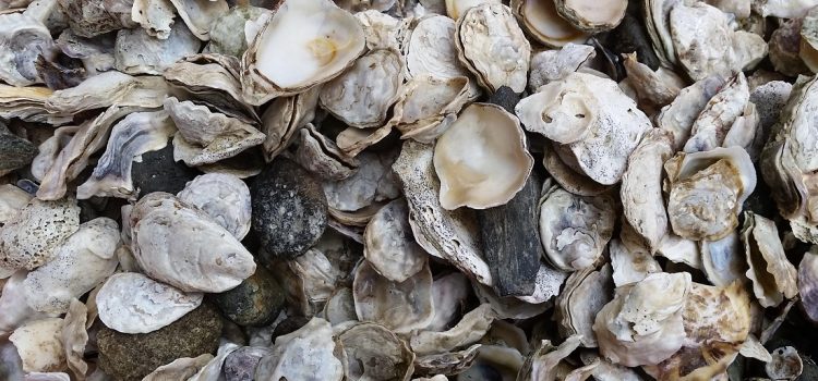 Oyster Sustainability