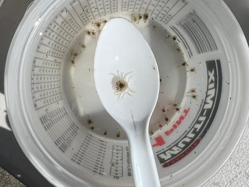 Dungeness Crab Instar in the spoon and Megalopae in the cup. 